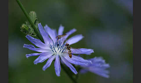 Gewöhnliche Wegwarte (Cichorium intybus)