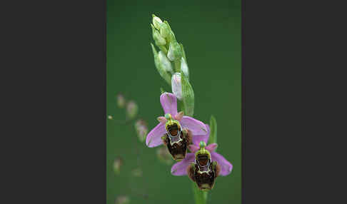 Bienen-Ragwurz x Schnepfen-Ragwurz (Ophrys apifera x Ophrys scolopax)