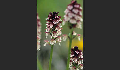 Brand-Knabenkraut (Orchis ustulata)