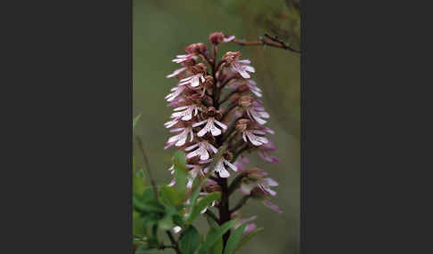 Purpur-Knabenkraut (Orchis purpurea)