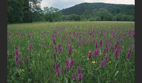 Breitblättrige Kuckucksblume (Dactylorhiza majalis)