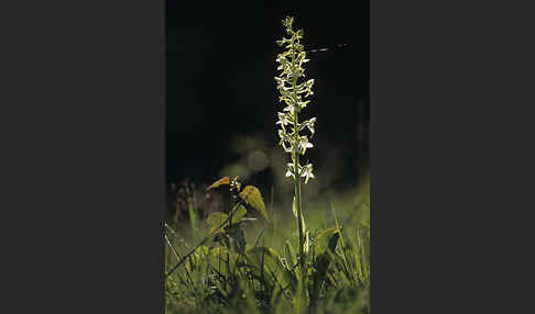 Berg-Waldhyazinthe (Platanthera chlorantha)