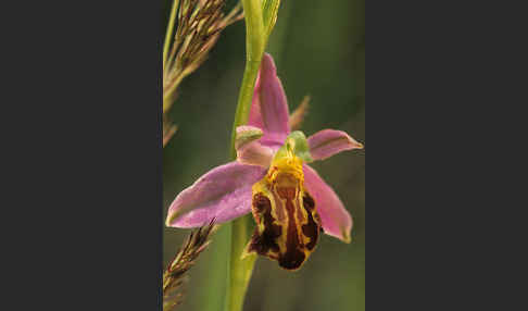 Bienen-Ragwurz (Ophrys apifera)