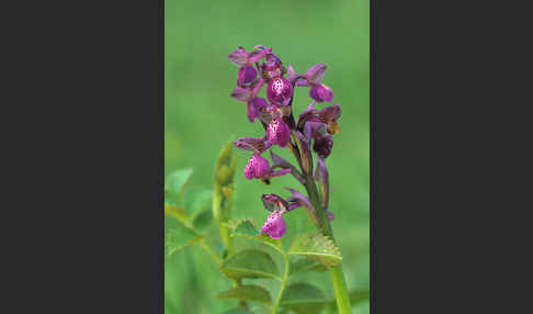 Kleines Knabenkraut (Orchis morio)