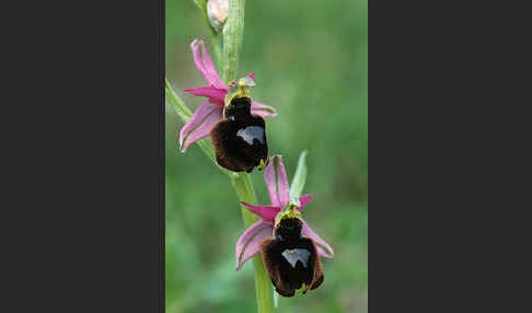 Bertolonis Ragwurz (Ophrys bertolonii)