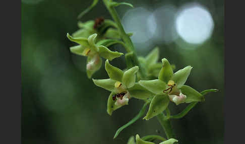 Violette Stendelwurz (Epipactis purpurata)