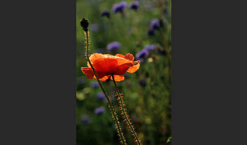 Klatsch-Mohn (Papaver rhoeas)