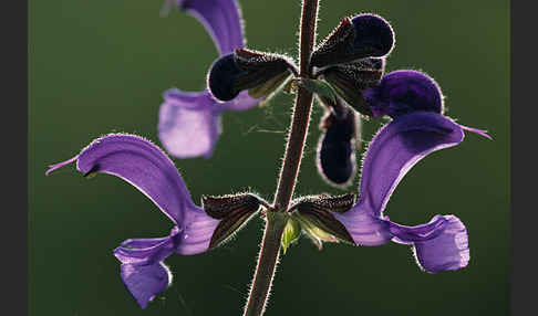 Wiesen-Salbei (Salvia pratensis)