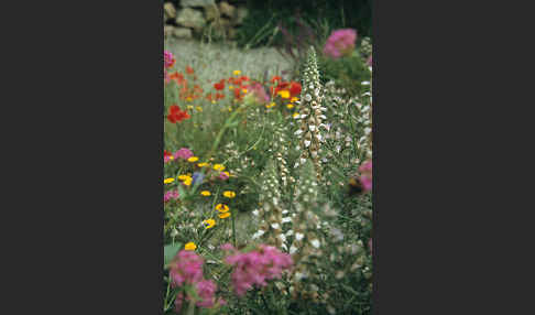 Wolliger Fingerhut (Digitalis lanata)