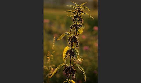 Brennnessel (Urtica spec.)