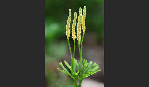 Gemeiner Flachbärlapp (Diphasiastrum complanatum)