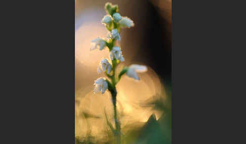 Kriechende Netzblatt (Goodyera repens)