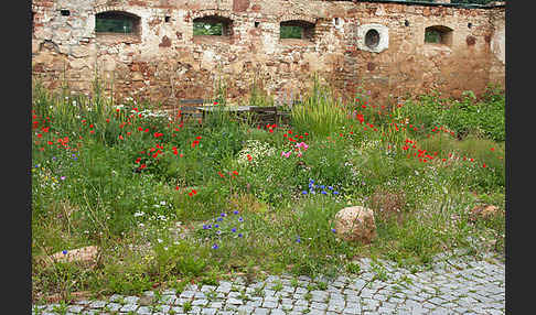 Kulturlandschaft (cultivated landscape)