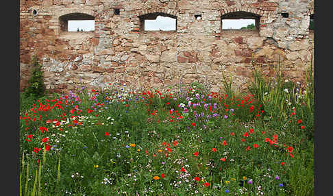 Kulturlandschaft (cultivated landscape)