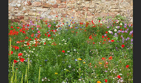 Kulturlandschaft (cultivated landscape)