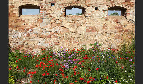 Kulturlandschaft (cultivated landscape)