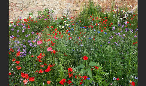 Kulturlandschaft (cultivated landscape)