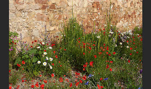 Kulturlandschaft (cultivated landscape)