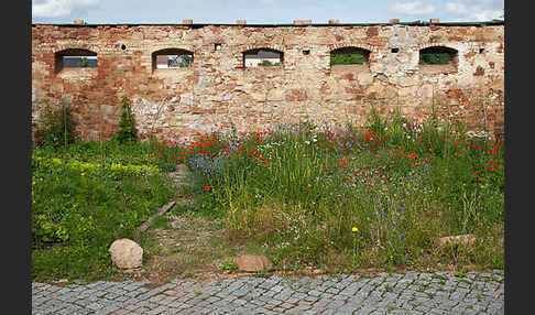 Kulturlandschaft (cultivated landscape)