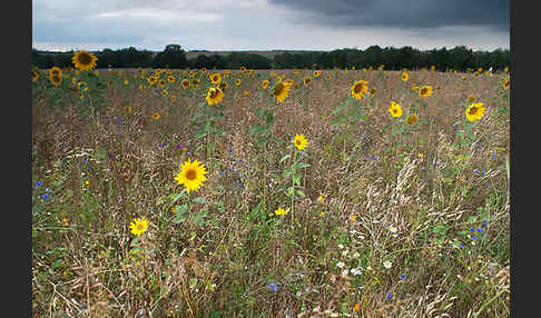 Kulturlandschaft (cultivated landscape)