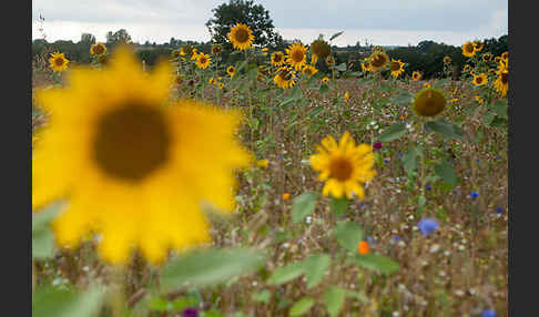 Kulturlandschaft (cultivated landscape)