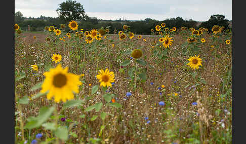 Kulturlandschaft (cultivated landscape)