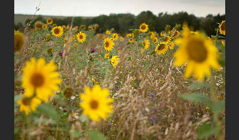 Kulturlandschaft (cultivated landscape)