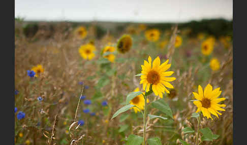 Kulturlandschaft (cultivated landscape)