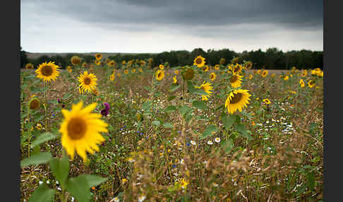 Kulturlandschaft (cultivated landscape)