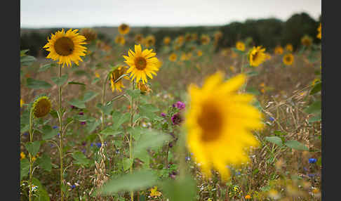 Kulturlandschaft (cultivated landscape)