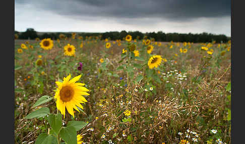 Kulturlandschaft (cultivated landscape)