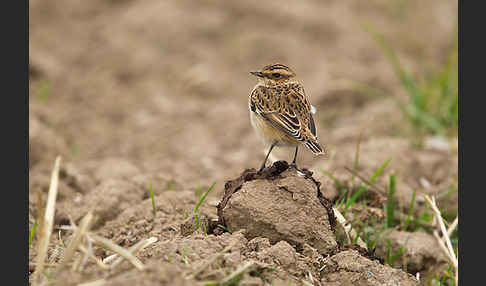 Braunkehlchen (Saxicola rubetra)