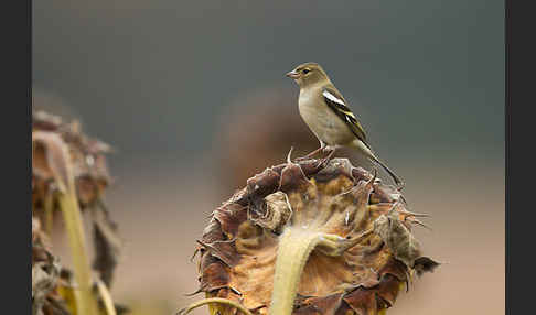 Buchfink (Fringilla coelebs)