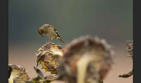 Buchfink (Fringilla coelebs)