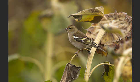 Buchfink (Fringilla coelebs)