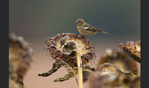 Buchfink (Fringilla coelebs)