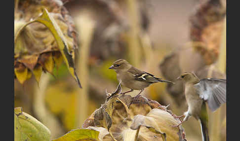 Buchfink (Fringilla coelebs)