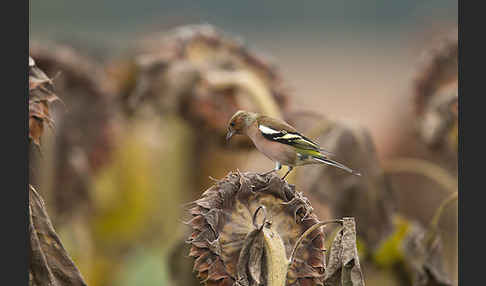 Buchfink (Fringilla coelebs)