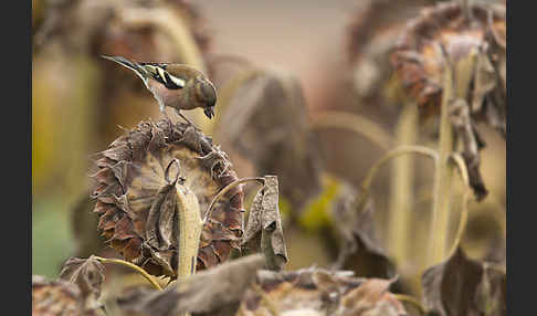 Buchfink (Fringilla coelebs)