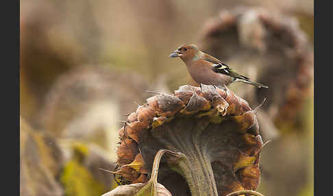 Buchfink (Fringilla coelebs)