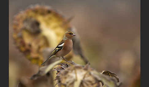 Buchfink (Fringilla coelebs)