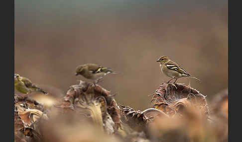 Buchfink (Fringilla coelebs)