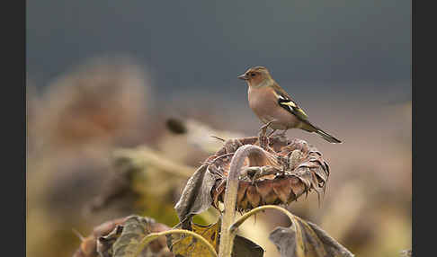 Buchfink (Fringilla coelebs)