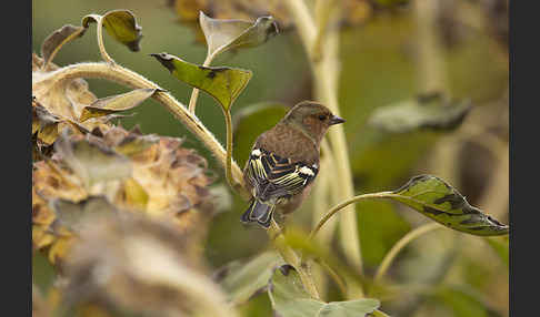 Buchfink (Fringilla coelebs)