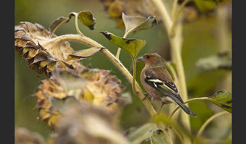 Buchfink (Fringilla coelebs)