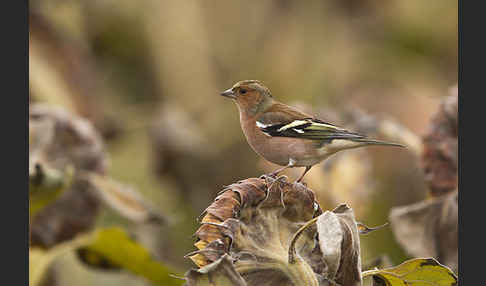 Buchfink (Fringilla coelebs)