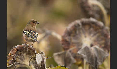 Buchfink (Fringilla coelebs)