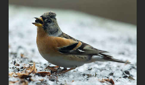 Bergfink (Fringilla montifringilla)