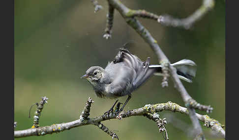 Bachstelze (Motacilla alba)