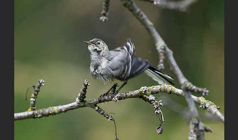 Bachstelze (Motacilla alba)